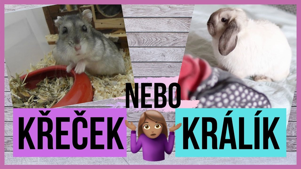 KŘEČEK vs KRÁLÍK | Moje srovnání