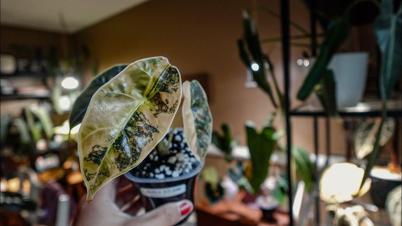 Unboxing a Plant Package from Thailand with My Mom @Bridget & Plants