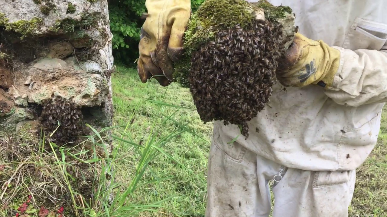 Abeilles et Miel : Essaim d' abeilles