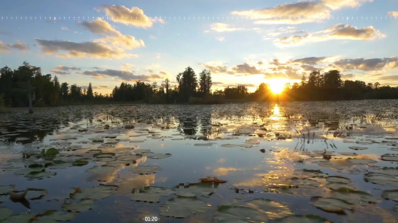 Piano Music & Nature Video: Amazing Swamp Wetlands at Beautiful Golden Summer (Music: Juan Sánchez)