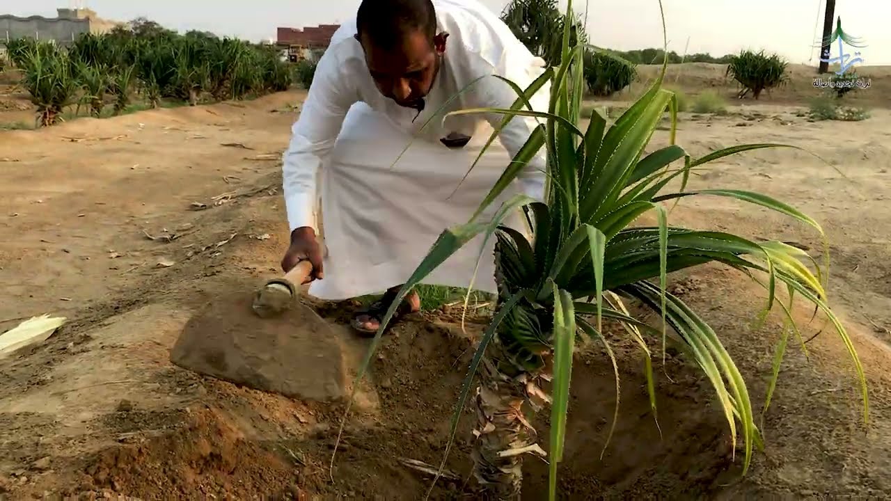 شرح مبسط عن طريقة زراعة شجرة الكاذي | أبو أنس الخالدي