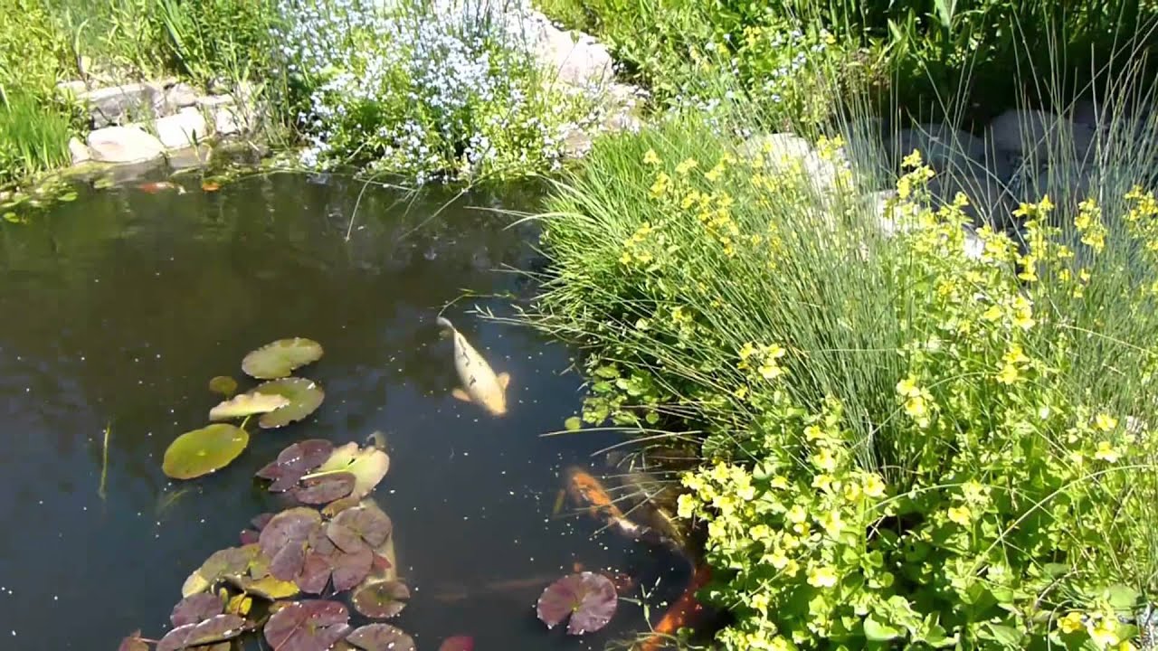 Koikarpfen im Gartenteich