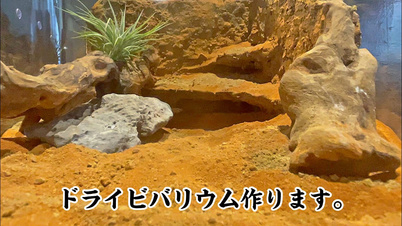 ダイソー透明収納ケースで爬虫類を飼育するドライビバリウムを作る【砂漠リウム】