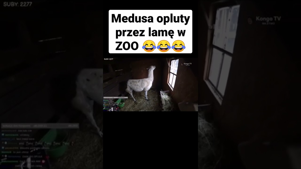 medusa opluty przez lamę w zoo #shorts kongo tv