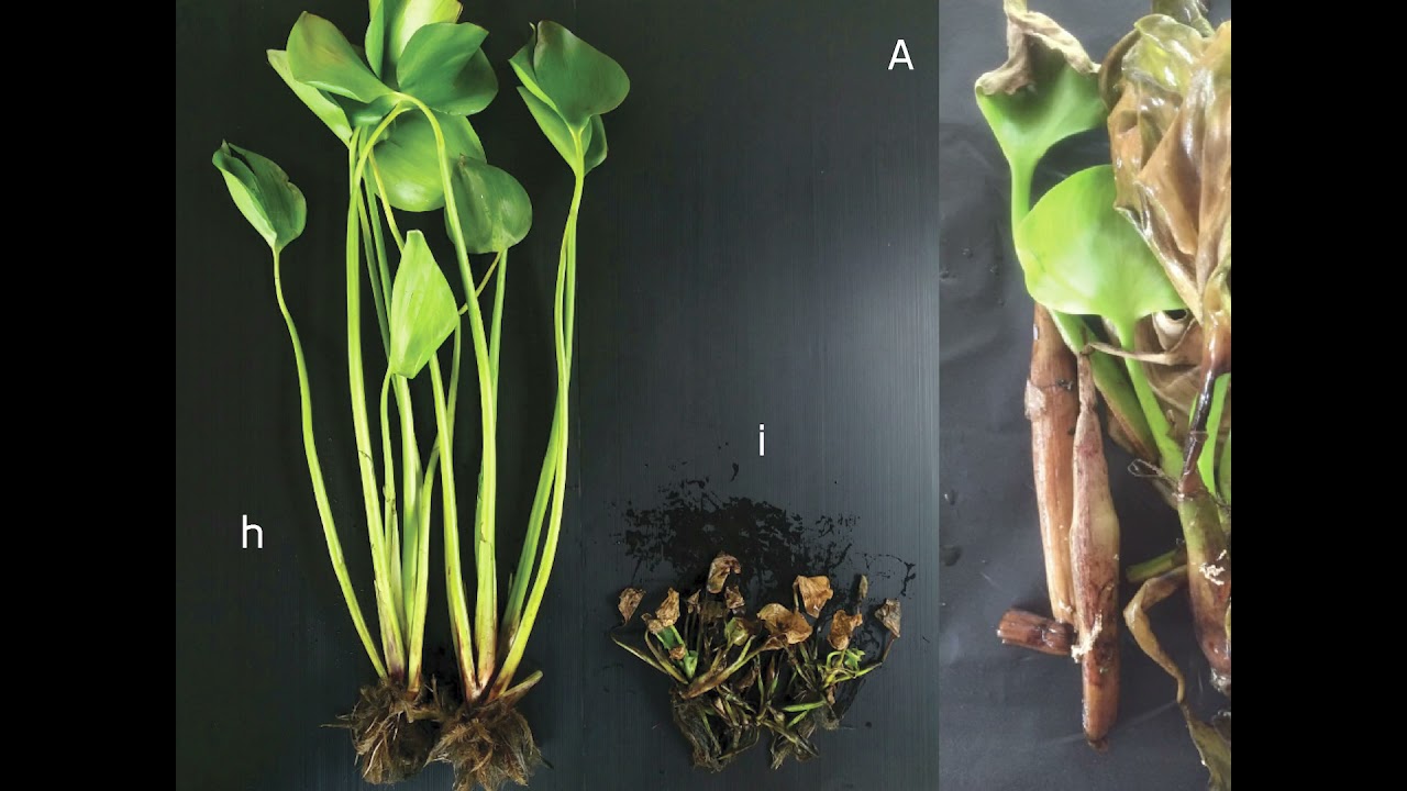 IWIS 2021 - ID88 - KPS: Selective bioherbicide to control water hyacinth in Thailand