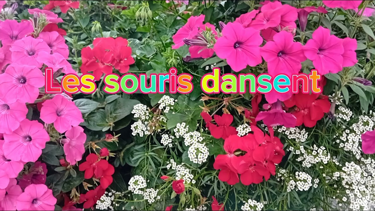 Les souris dansent - Dilfuzetta