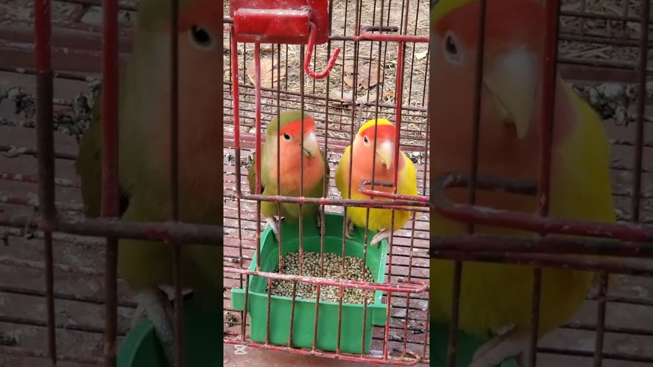 Love birds enjoying food | #foryou #subscribe #nature #birds #love #pets #beauty #wildlife #parrots