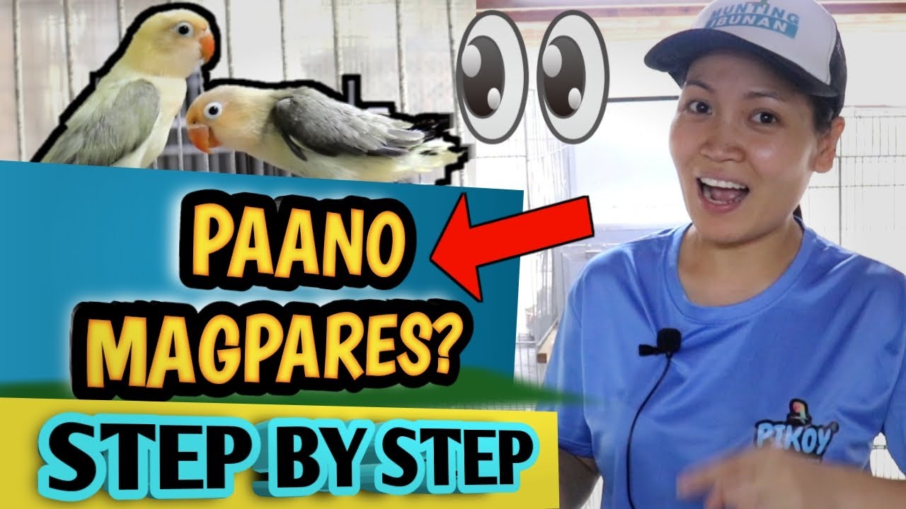 STEP BY STEP PROCESS NG PAGPAPARES NG AFRICAN LOVEBIRD l HOW TO PAIR LOVEBIRDS l PAIRING LOVE BIRD