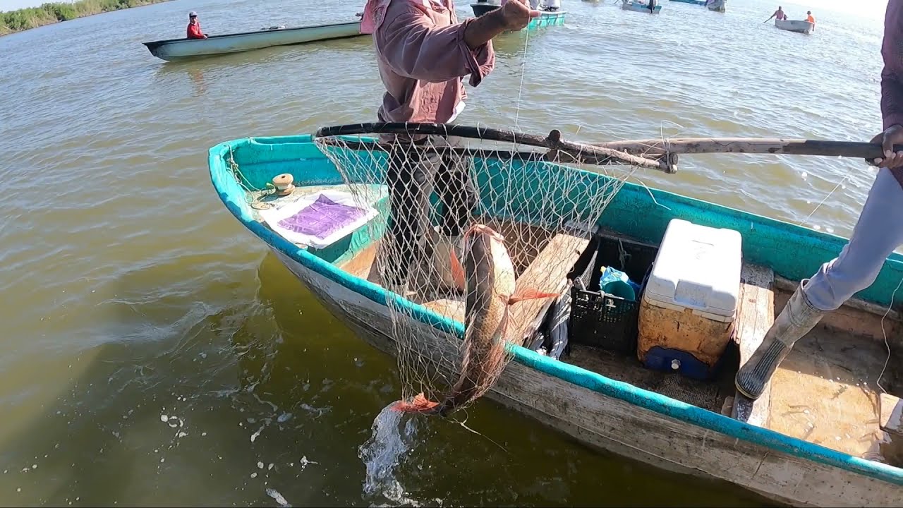 Pargos , Robalos en manglares Nayaritas