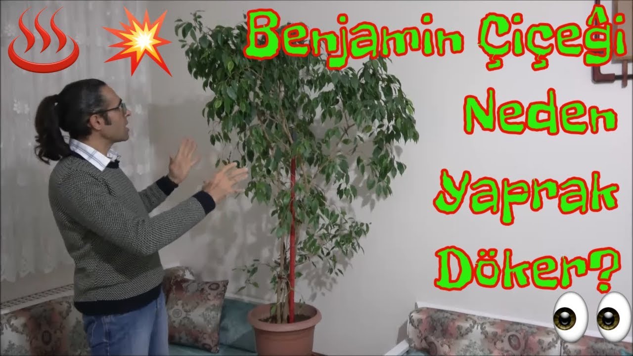 Benjamin Çiçeği Bakımı (Sulama, Gübreleme, Budama, Çoğaltma)