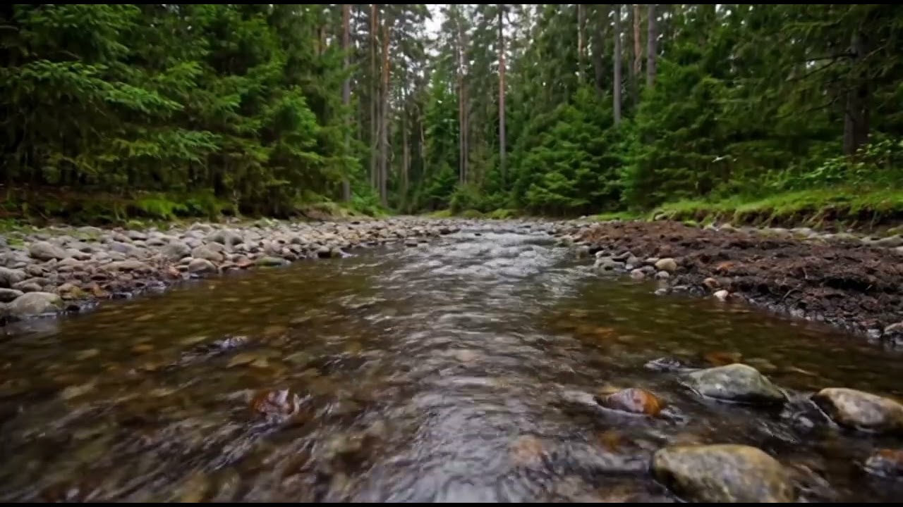 Crystal Clear Forest Creek 🌊 1 Hour Stress Relief Water Sounds