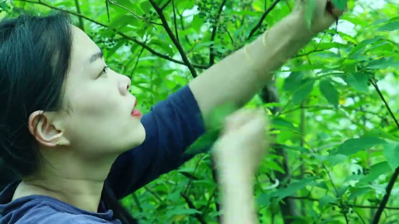 清晰版山椒子