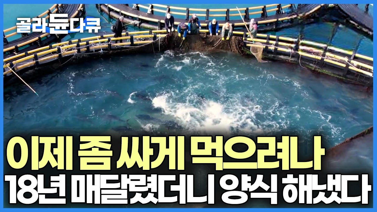 이제 태평양 냉동 말고 생횟감으로 바로 먹을 수 있다, 18년 동안 집념으로 참다랑어 양식에 성공했다｜욕지도 생참치｜극한직업｜#골라듄다큐