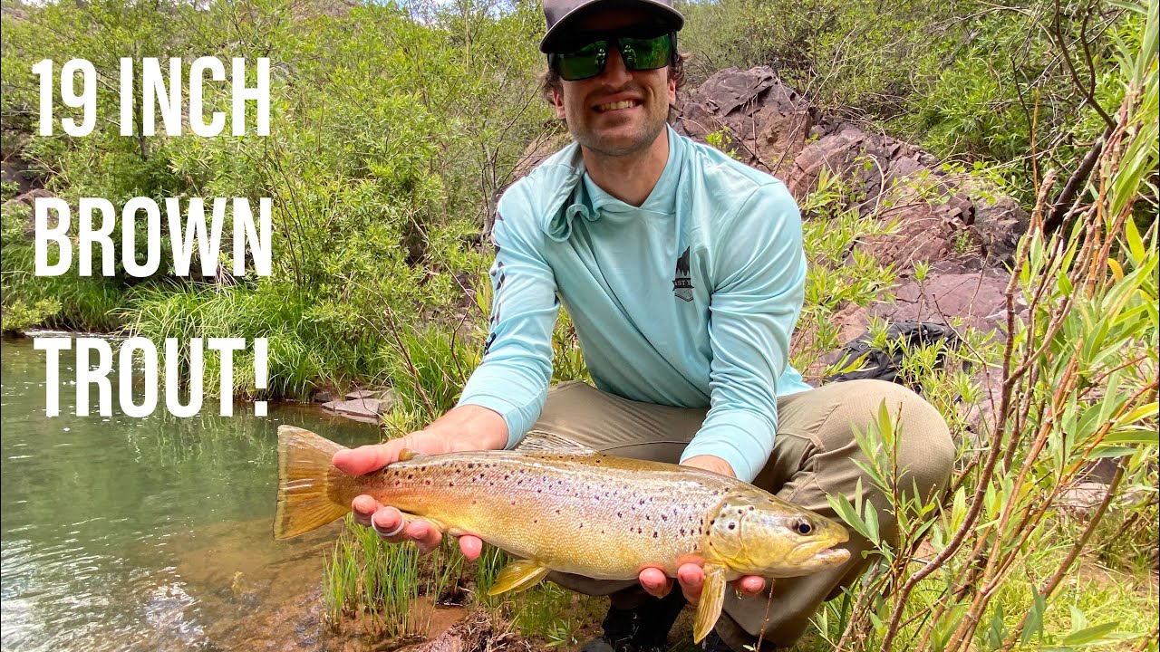 Giant Brown Trout From Remote AZ Creek