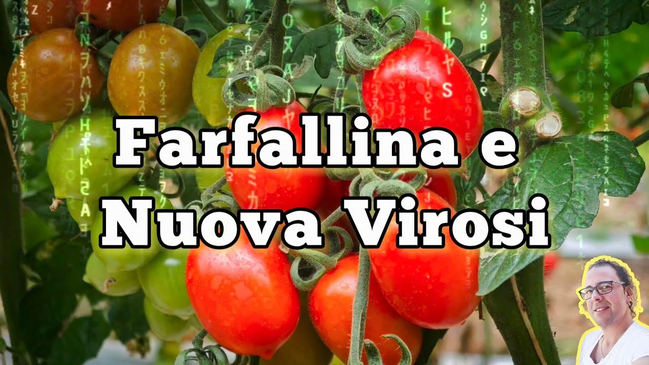 ToBRFV e Tuta Absoluta nel Pomodoro
