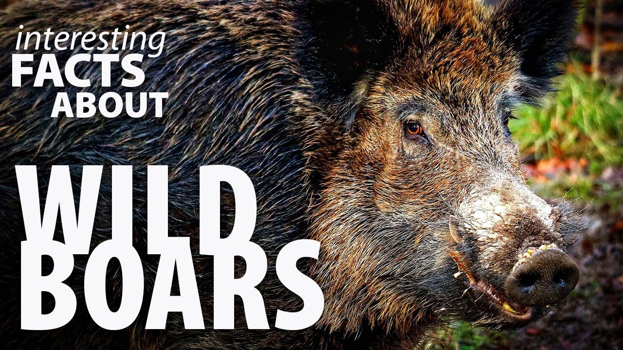 Interesting Facts about Wild Boars