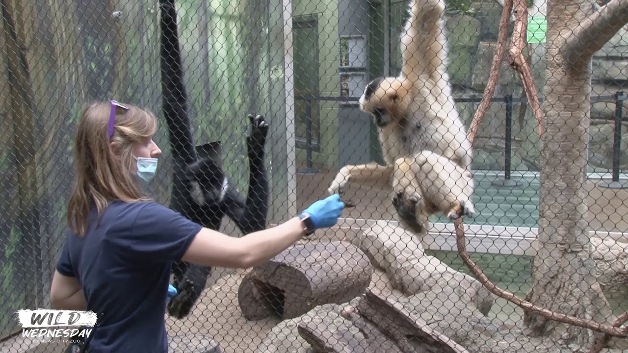 #WildWednesday - Baby Gibbon!