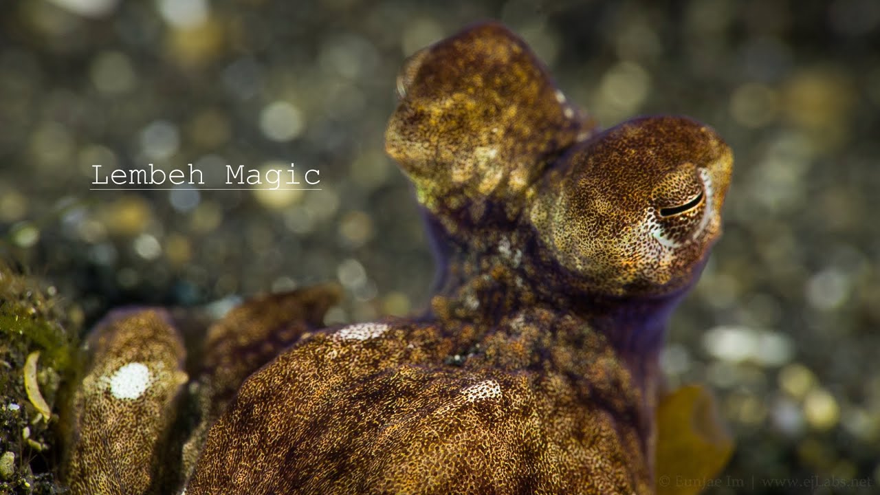 Lembeh Magic