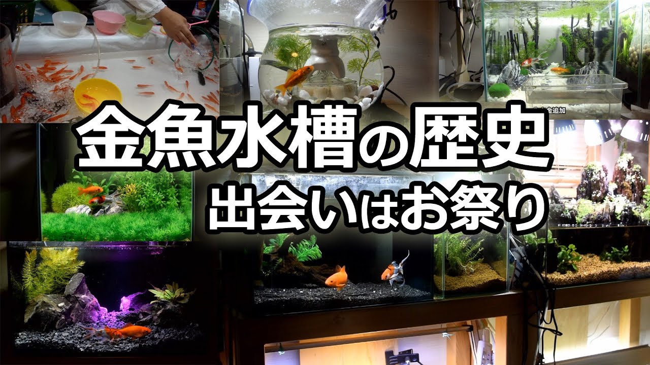 総集編！金魚水槽移り変わり　お祭りの金魚と朱文金