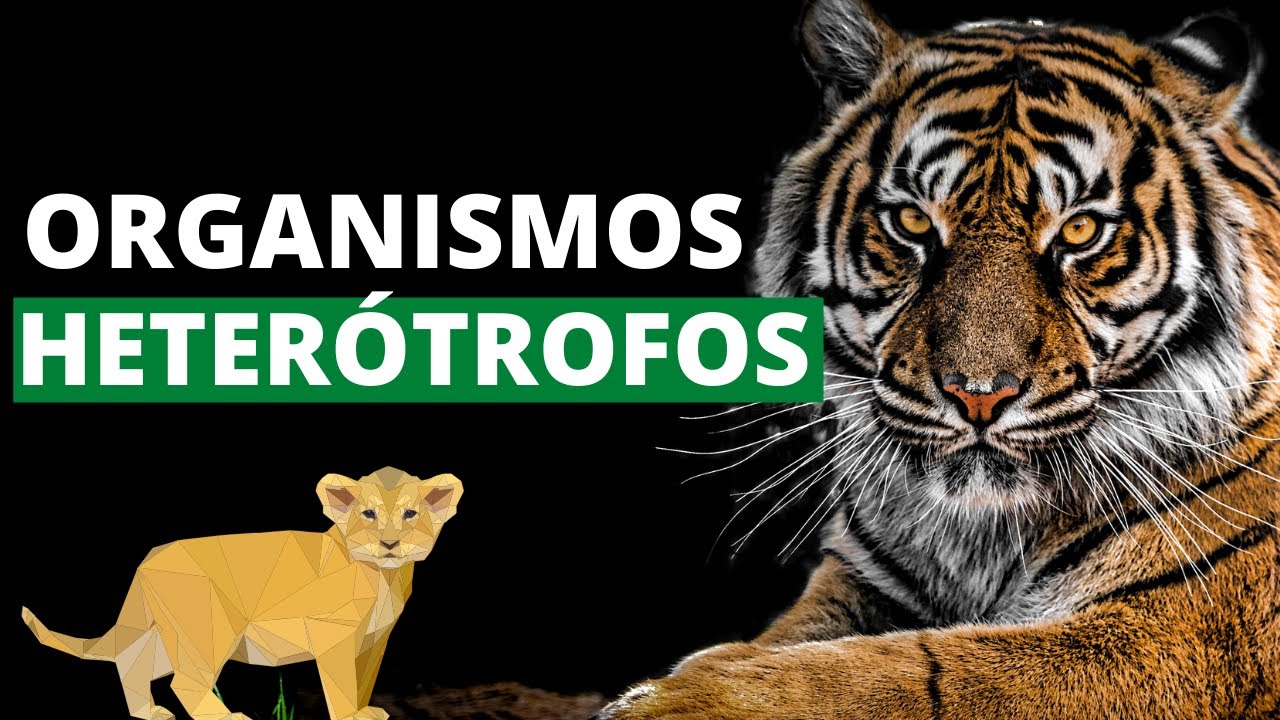 ¿Qué son los organismos heterótrofos y cuáles son sus características? (Ejemplos)🐯