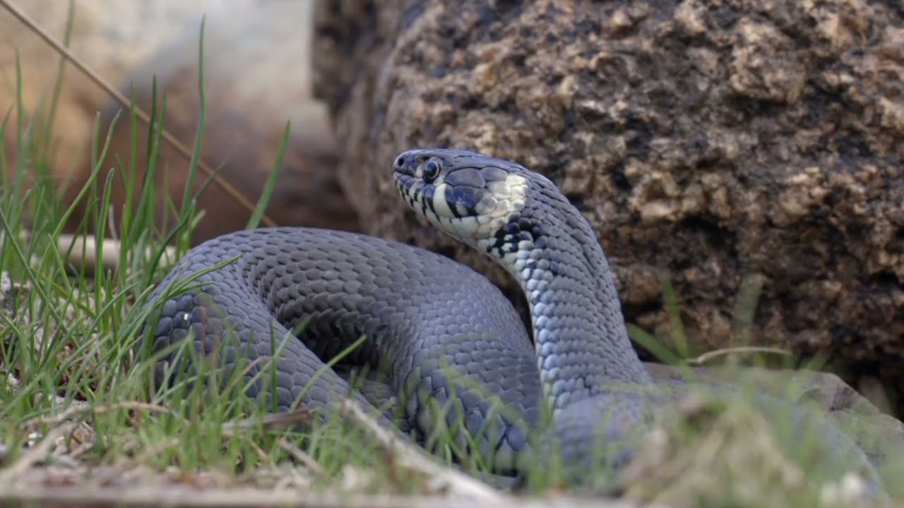 Deadliest snakes with beautiful skin patterns . carnivorous reptiles of the suborder Serpentes.