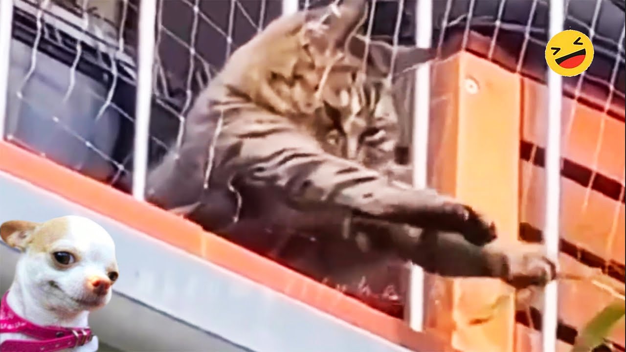 New Funny Animals 🐧 - Funniest CATS And DOGS 😺🐶 2024 F2