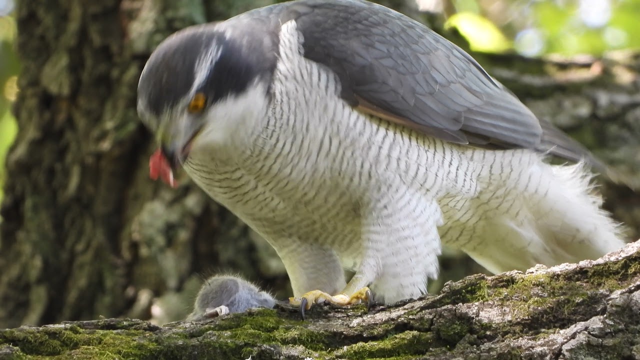 オオタカがネズミを食べていました。