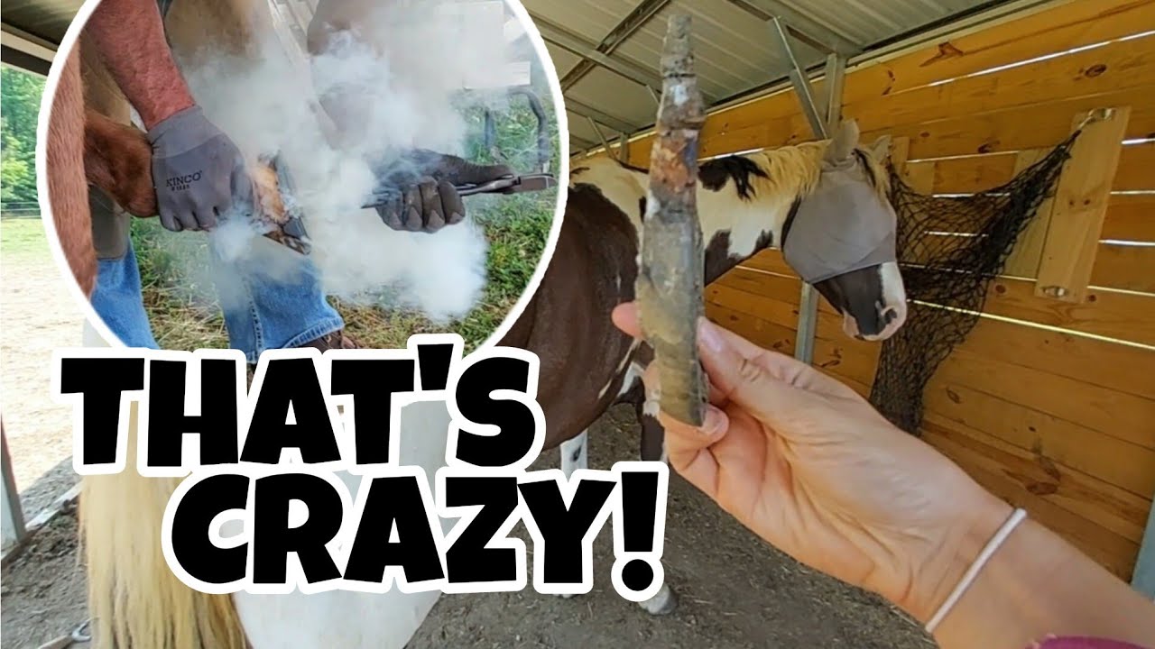 HOTshoeing Horses with the Farrier! |  Update on Chance and Scout