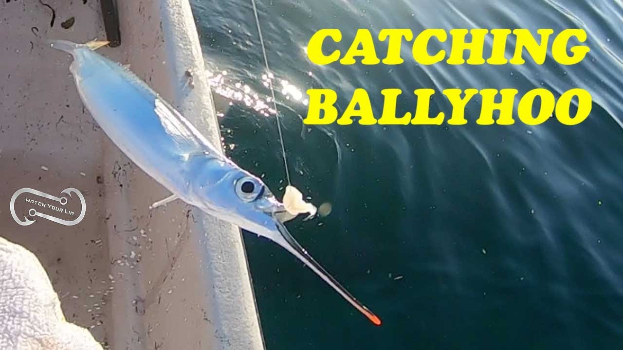 HOW TO CATCH BALLYHOO ON HOOK AND LINE