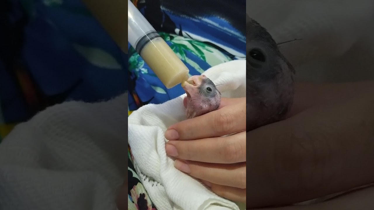 Calopsita 10 dias de vida ...Primeiros dias de vida e j&aacute; na papinha😍 Quem arisca um nome ?