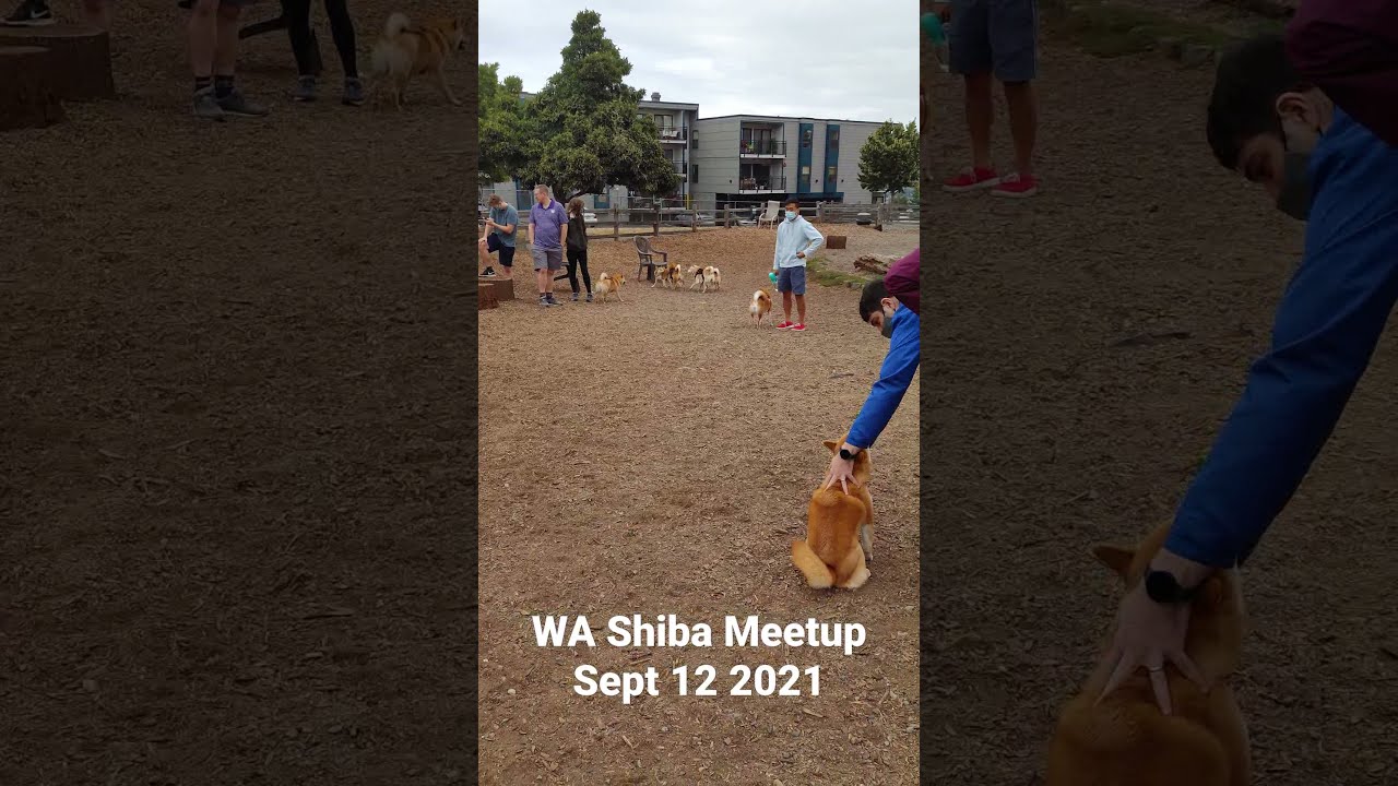 WA Shiba Inu Meetup at Magnolia Manor Offleash Dog Park - Sept 12 2021 