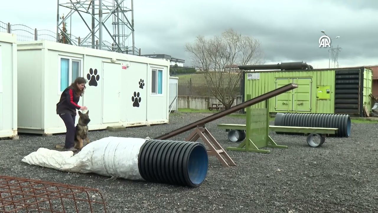 AFAD’dan ev köpeklerine arama kurtarma eğitimi