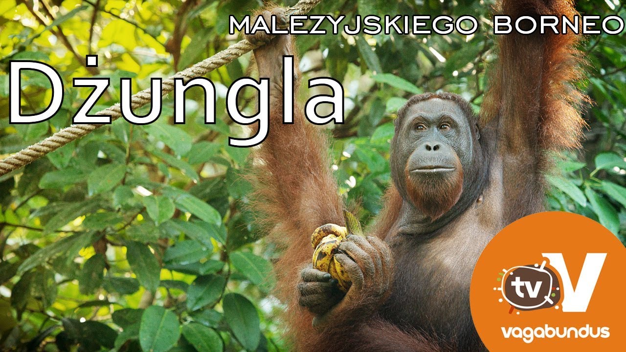Dżungla Malezyjskiego Borneo