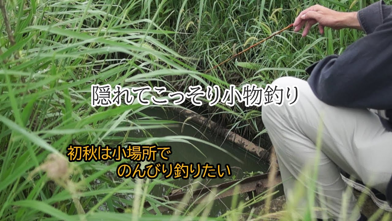 草に囲まれ隠れた用水路でひっそり小物釣り 【霞ヶ浦】 浅い釣り場はタナゴ釣り仕掛け！ 【小鮒釣り】