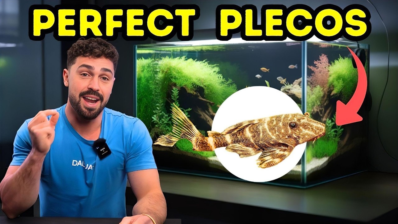 Bristlenose Pleco | Complete Care Guide (Beginner Friendly!)