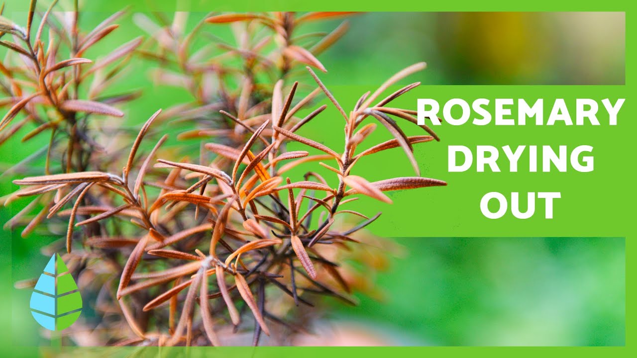 Почему мой розмарин сохнет? 🌿 (3 ПРИЧИНЫ и как этого избежать)