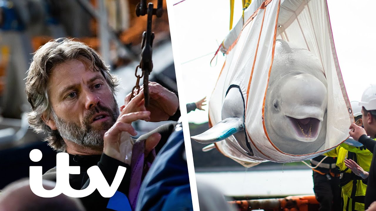 John And The Team Release The Beluga Whales Back Into The Wild 🐋 | John Bishop’s Great Whale Rescue