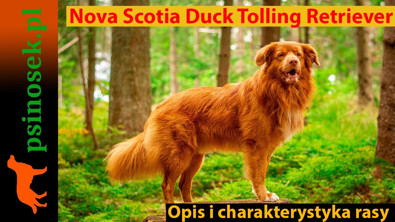 Nova Scotia Duck Tolling Retriever - charakterystyka, historia i opis rasy.