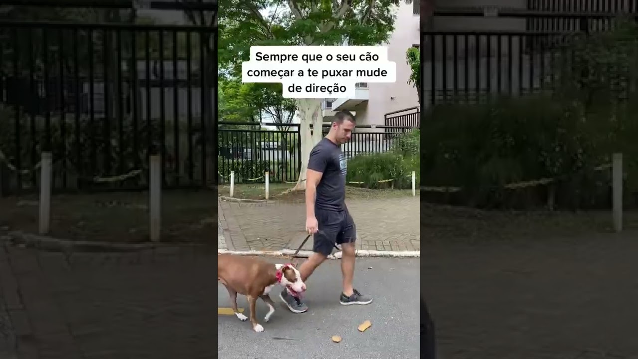 COMO ENSINAR O SEU CÃO A PASSEAR DO SEU LADO SEM PUXAR 