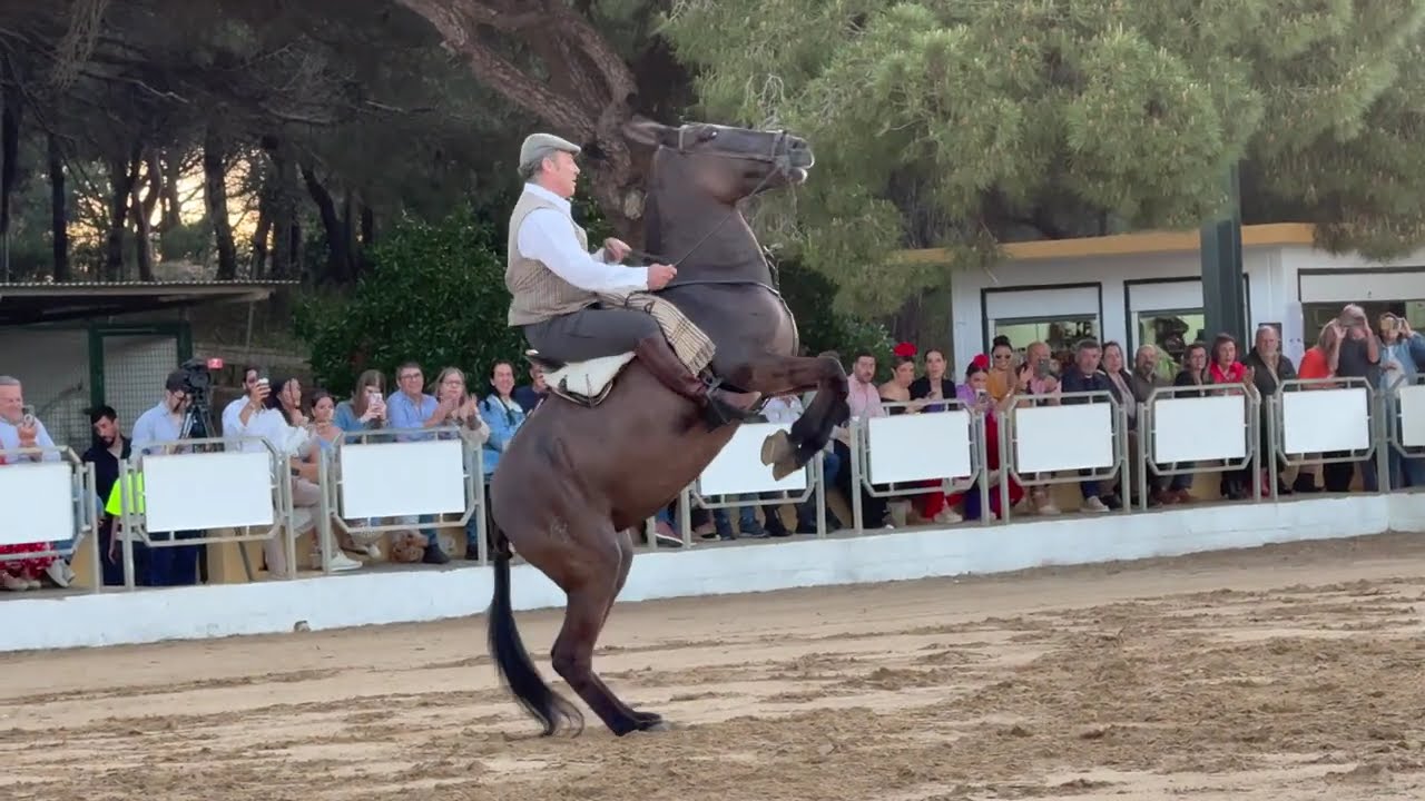 Horse show in Rota❤️#feriaderota #horseshow #ferias #springfair #lovespain