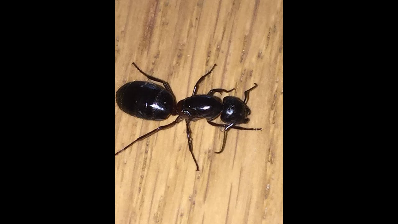 Tutorial: How to find & capture Camponotus Herculeanus queens.