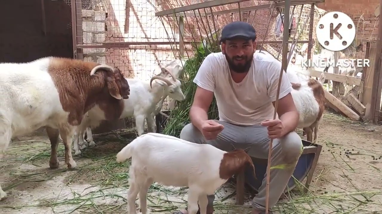 خروف العيد واسعاره ماعز بور اصلي