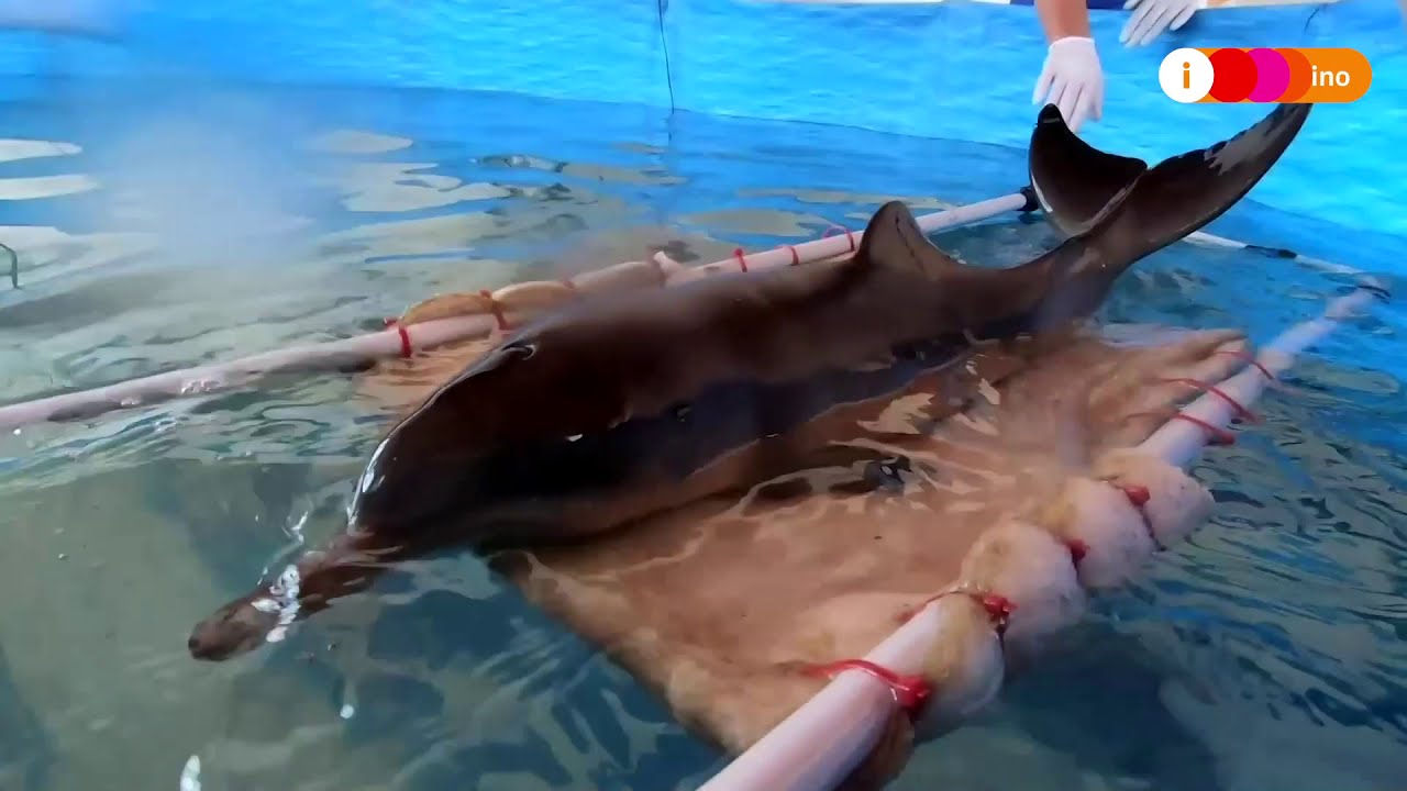 Baby dolphin rescued in Argentina