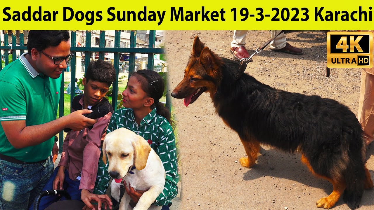 Saddar Dogs Kutta Market 19-3-2023 Karachi | German Shepherd, Pitbull Dogs, husky, Golden retriever
