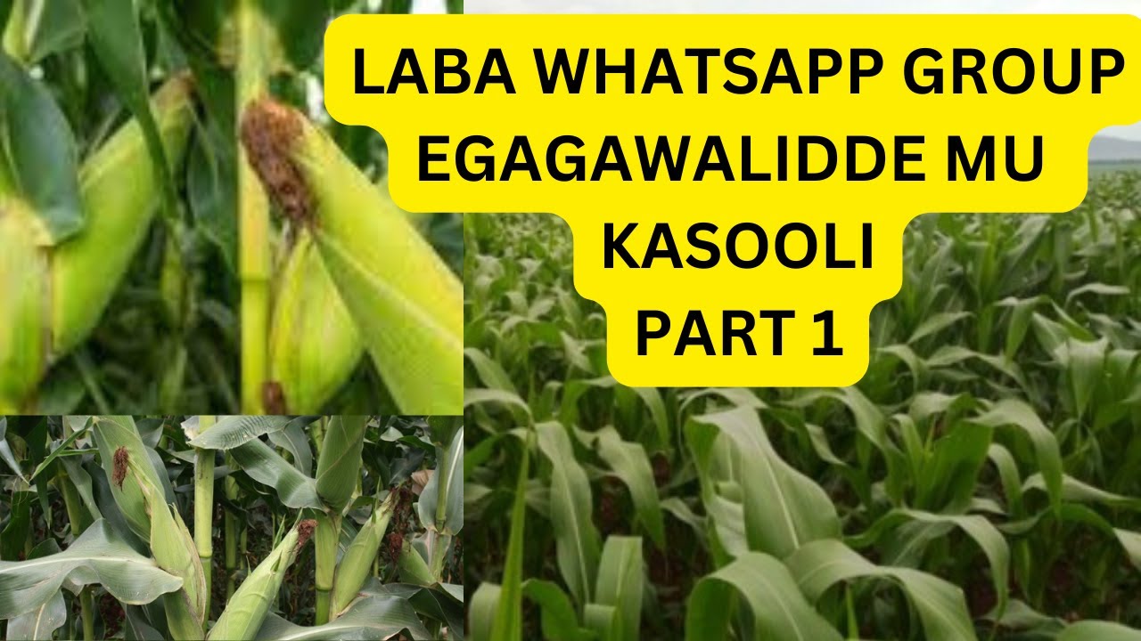 PART 1:LABA 247 BWEGAGAWAZA BA MEMBERS BAYO  MU KULIMA KASOOLI