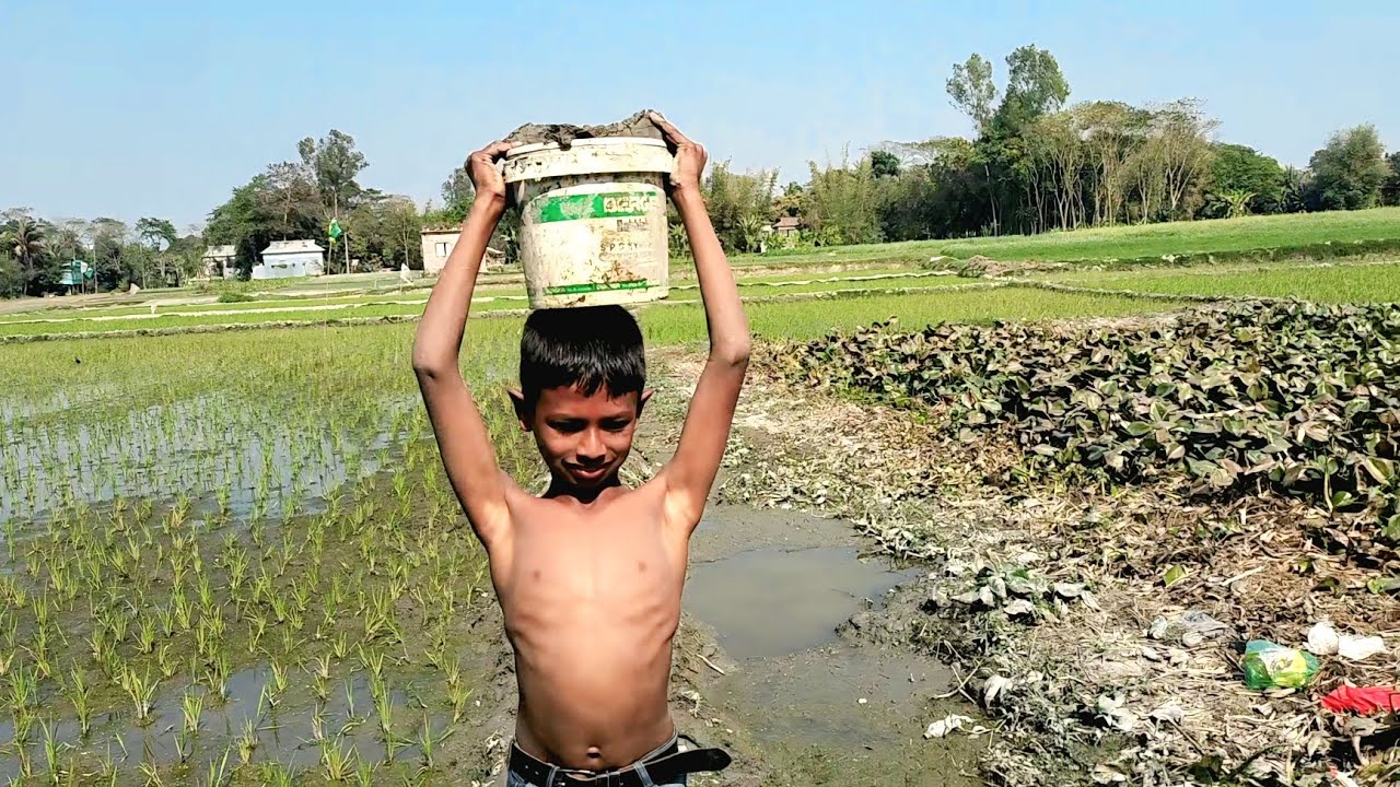 গ্রামের বাচ্চারা পুকুর থেকে চুলা বানানোর জন্য মাটি নিয়ে যায় | Village | Nature 
