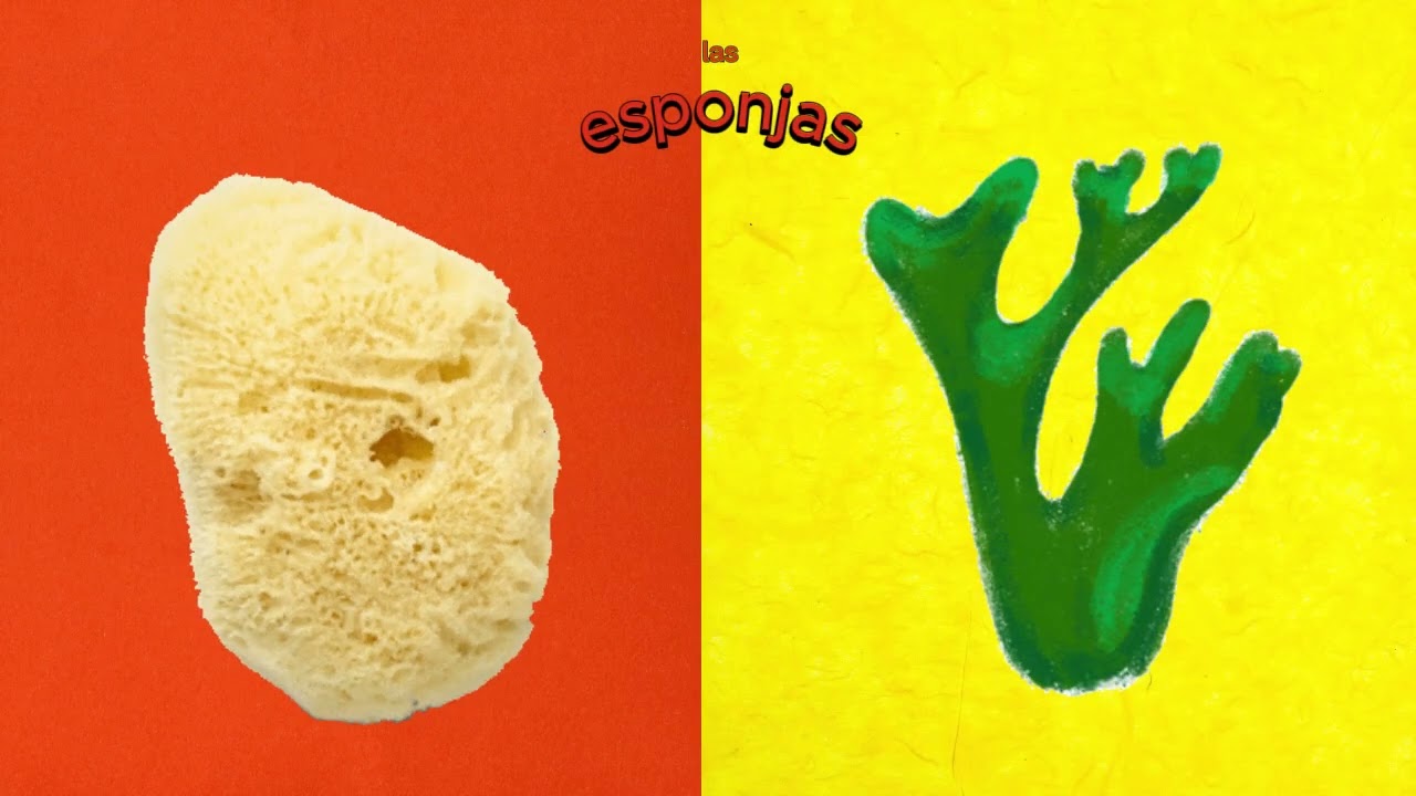 La Verdadera Diferencia Entre Equinodermos Y Esponjas Para Estudiantes