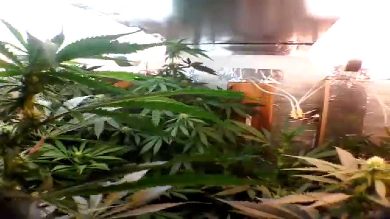 Medical marijuana induction grow lights