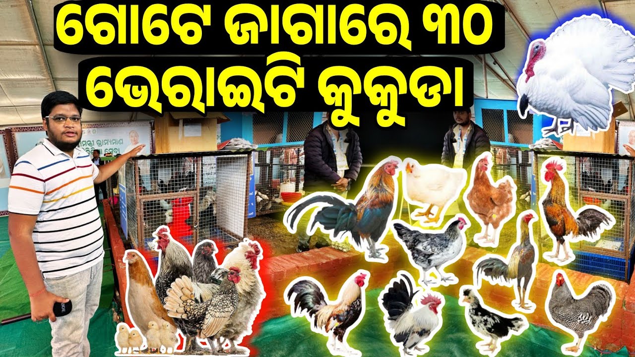 All types of Chicken ducks Vareity, Turkey, Gunduri, Aseel, Fancy, Kadaknath, Brahma in Odisha sale