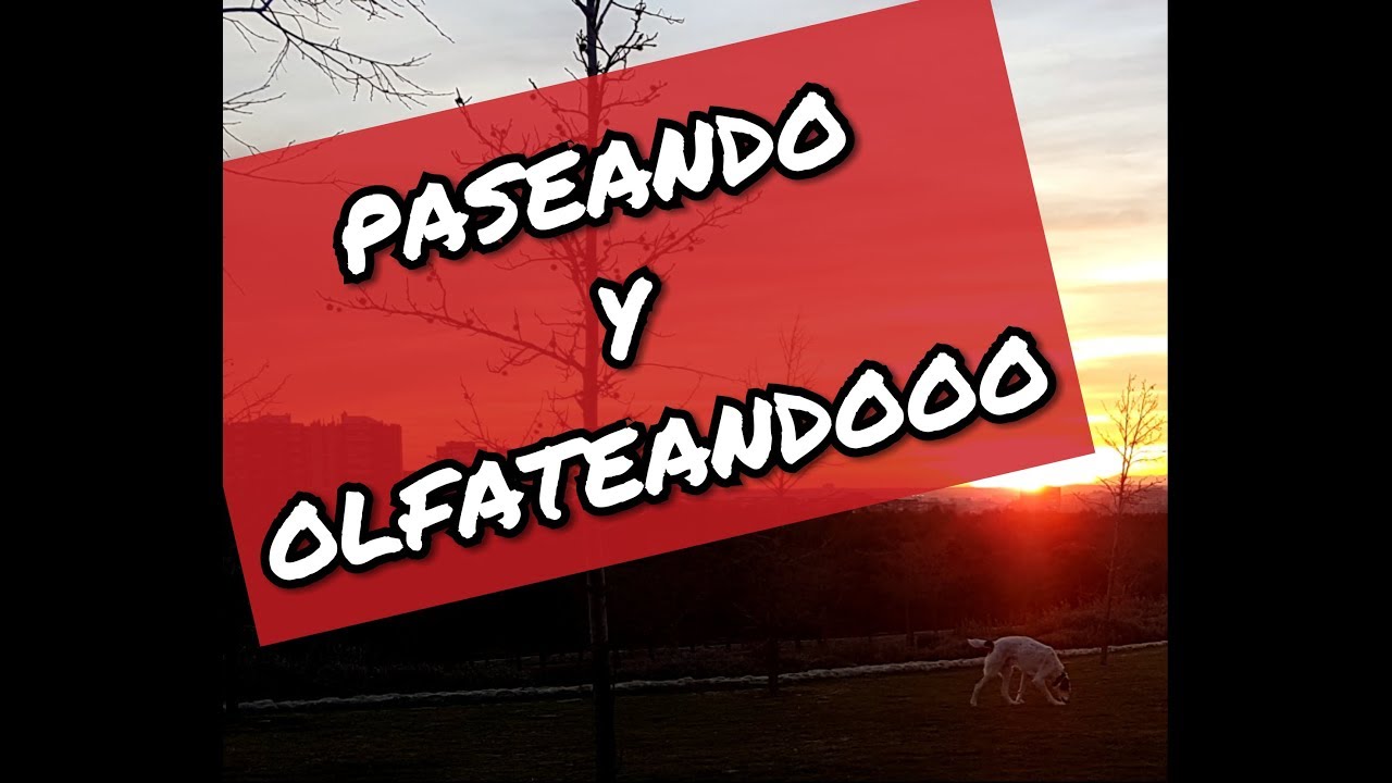 C&oacute;mo pasear y olfatear con mi perro.Paseando y olfateando(2019)